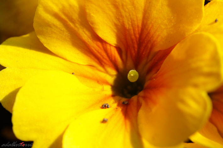 fiori 1